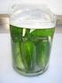 INITIATED LACTIC ACID FERMENTATION OF CUCUMBERS FROM ORGANIC FARM BY APPLICATION OF SELECTED STARTER CULTURES OF LACTIC ACID BACTERIA