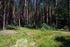 Porosty kontynentalnego boru sosnowego świeżego w okolicy wsi Pluski na Pojezierzu Olsztyńskim