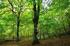Lasy w planach ochrony Natura 2000