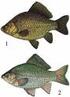 Takie Ryby Atlas ryb. Amur. (ctenopharyngodon idella, L) Rodzina: karpiowate (cyprynidae) Występowanie: jeziora