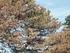 Kwarantannowy nicień węgorek sosnowiec (Bursaphelenchus xylophilus) nowym, groźnym szkodnikiem sosny i innych drzew iglastych w Europie