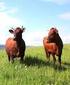 Możliwości wykorzystania bydła rasy polskiej czerwonej do produkcji mięsa wołowego