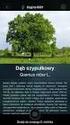 Lista drzew i ich oznaczenie w systemie IAD