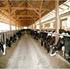 Wpływ mechanizacji w różnych systemach żywienia bydła na nakłady produkcji