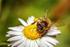 Analiza środowiska bytowania pszczół
