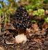 Porosty (Lichenes) polan Pienińskiego Parku Narodowego zagrożenie i ochrona