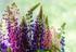 WEED INFESTATIONS OF MIXTURES OF BLUE LUPINE WITH SPRING CEREALS IN ORGANIC FARMING SYSTEM