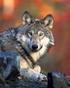 Sposoby określania liczebności wilków (Canis lupus L.)