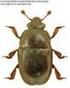 Kateretidae i Nitidulidae (Coleoptera) okolic Radomia