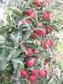 WPŁYW FORM KORON NA WZROST I OWOCOWANIE JABŁONI ODMIANY FLORINA. Influence of the type of tree crown on the growth and fruiting of Florina apple trees