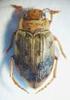 Chrząszcze z rodzin Hydrochidae i Hydrophilidae (Coleoptera) w zbiorach Muzeum Górnośląskiego w Bytomiu