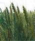 Reakcja pszenicy jarej odmiany Torka na nawożenie azotem w warunkach przyorywania międzyplonów ścierniskowych* Komunikat