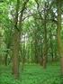 91F0 Łęgowe lasy dębowo-wiązowo-jesionowe (Ficario- Ulmetum)