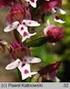 PONOWNE ODKRYCIE STORCZYKA TRÓJZĘBNEGO ORCHIS TRIDENTATA SCOP. W POLSCE Rediscovery of the Tree-toothed Orchid Orchis tridentata in Poland