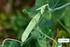 Wpływ ochrony chemicznej roślin motylkowatych na występowanie drapieżnych muchówek bzygowatych (Diptera: Syrphidae)