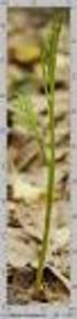 Występowanie Botrychium matricariifolium (Retz) A. Braun ex W. D. J. Koch (Ophioglossaceae) na Dolnym Śląsku