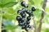Analiza statystyczna zależności plonu owoców u porzeczki czarnej (Ribes nigrum L.) od dwóch składowych multiplikatywnych