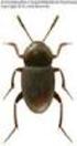 Nowe stanowiska gatunków z rodzajów Apocatops ZWICK, Catops PAYK. i Fissocatops ZWICK (Coleoptera: Leiodidae: Cholevinae) w Polsce