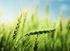 Wpływ sposobu wiosennego nawożenia azotem na plonowanie i energochłonność produkcji rzepaku ozimego II. Energochłonność produkcji nasion