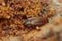 Tetratomidae i Melandryidae (Coleoptera: Tenebrionoidea) okolic Radomia