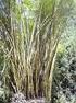 Bambuseae. Rodzaj: Bambusa, Dendrocalamus, Phyllostachys. Katarzyna Daniluk