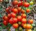 Brązowa plamistość pomidora na tytoniu wywołana przez wirus TSWV ( wciornastek )