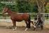 Fizjoterapia w praktyce Czyli jak pomóc swojemu koniowi w zaciszu własnej stajni