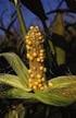Produkty niepestycydowe zalecane do stosowania w kukurydzy