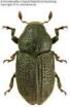 Nowe dane o występowaniu chrząszczy z plemienia Agathidiini (Coleoptera: Leiodidae: Leiodinae) na Nizinie Wielkopolsko-Kujawskiej
