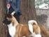 Airedale Terrier (1) Akita (8) Akita amerykańska (7) American Akita. American Staffordshire Terrier (10) Basset Hound (2) Beagle (6)