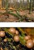 Śluzowce Myxomycetes, grzyby Fungi i mszaki Bryophyta Wigierskiego Parku Narodowego