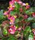10 Begonia semperflorens