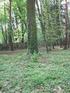 Fot.2: Lipa drobnolistna (Tilia cordata), sytuacja ogólna i pokrój drzewa. Milanówek Skośna