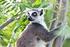 MADAGASKAR: 20 dni - Wyspa lemurów i baobabów