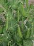 Formation of weed community in pea (Pisum sativum L.) as affected by herbicide and crop rotation