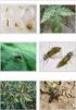 Integrated pest management of crucifer crops against clubroot (Plasmodiophora brassicae) on crucifers crops cultivation