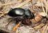 Chrząszcze kusakowate (Coleoptera: Staphylinidae) Karkonoszy stan poznania i perspektywy badań