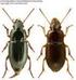 Biegaczowate (Coleoptera, Carabidae) Gorców