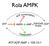 Rola AMPK ATP:ADP:AMP = 100:10:1