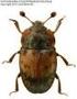 Nowe stanowiska Anthicidae (Coleoptera: Tenebrionoidea) w Polsce New localities of Anthicidae (Coleoptera: Tenebrionoidea) in Poland