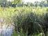 Kłoć wiechowata Cladium mariscus (L.) i torfowiska nakredowe jako siedlisko priorytetowe Natura 2000 w Pszczewskim Parku Krajobrazowym