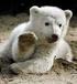 Niedźwiedź polarny zwany niedźwiedziem białym to gatunek dużego ssaka drapieżnego z rodziny niedźwiedziowatych, zamieszkującego Arktykę.