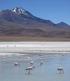 Chile/Boliwia- Solna pustynia i kaktusowe wyspy