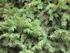 Gęstość umowna drewna świerka pospolitego (Picea abies L. Karst) pozyskanego z plantacji nasiennej