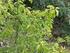 Nowe stanowisko trzmieliny brodawkowatej Euonymus verrucosa Scop. (Celastraceae)