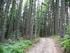 Lasy prywatne w Polsce ważne źródło produkcji i podaży drewna
