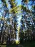 Gospodarka drzewostanem - część leśna Wykaz drzew wyznaczonych do wycinki część bez inwentaryzacji szczegółowej