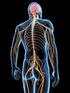 Ośrodkowy układ nerwowy składa się z mózgowia i rdzenia kręgowego.