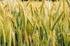 Czystość ziarna zbóż jarych w ekologicznej produkcji nasiennej