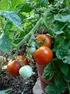 ESTIMATION OF FRUITS QUALITY OF SELECTED TOMATO CULTIVARS